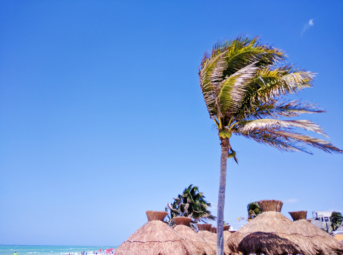 Palmera en Puerto Progreso, Yucatán